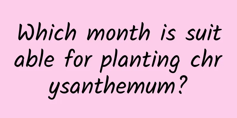 Which month is suitable for planting chrysanthemum?