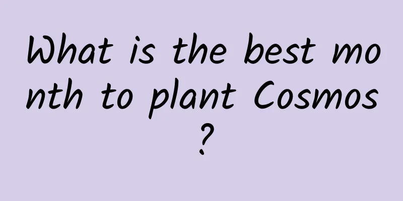 What is the best month to plant Cosmos?