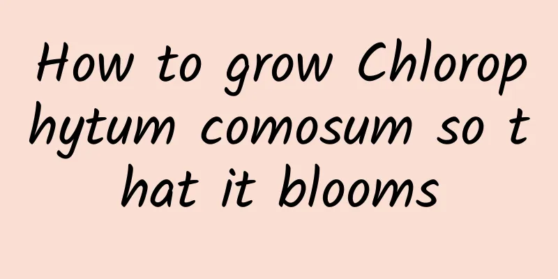 How to grow Chlorophytum comosum so that it blooms