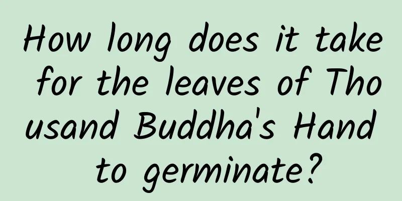 How long does it take for the leaves of Thousand Buddha's Hand to germinate?