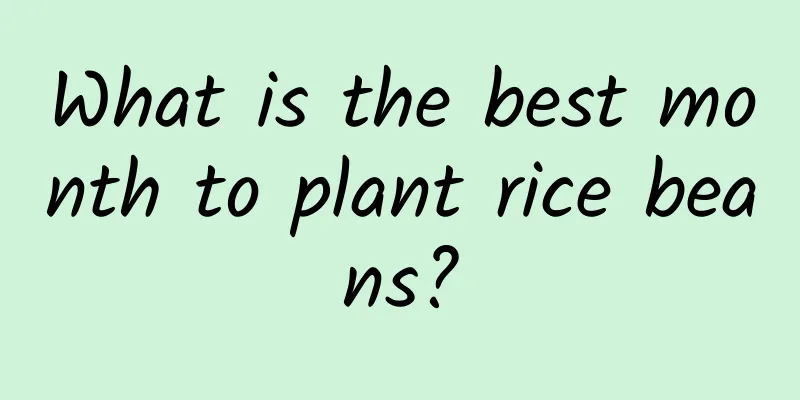 What is the best month to plant rice beans?