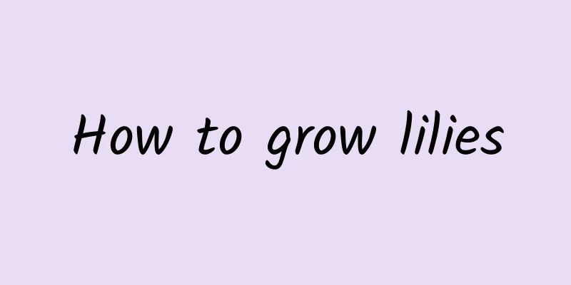 How to grow lilies