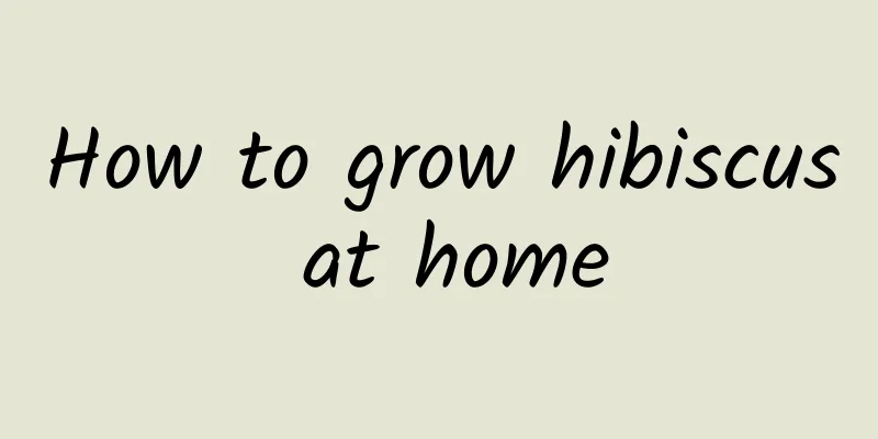 How to grow hibiscus at home