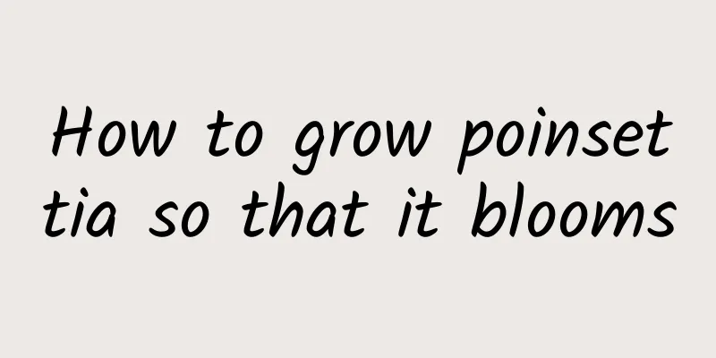 How to grow poinsettia so that it blooms