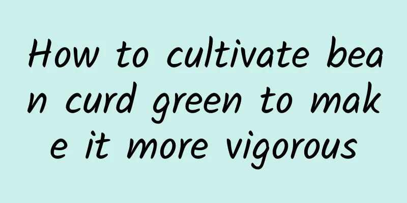 How to cultivate bean curd green to make it more vigorous