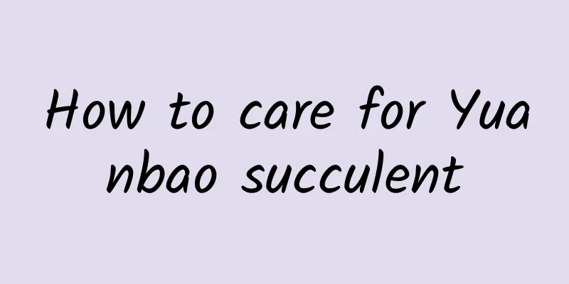 How to care for Yuanbao succulent