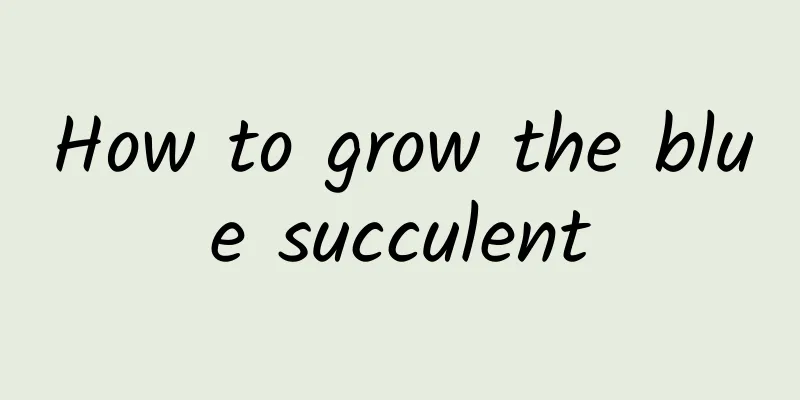 How to grow the blue succulent