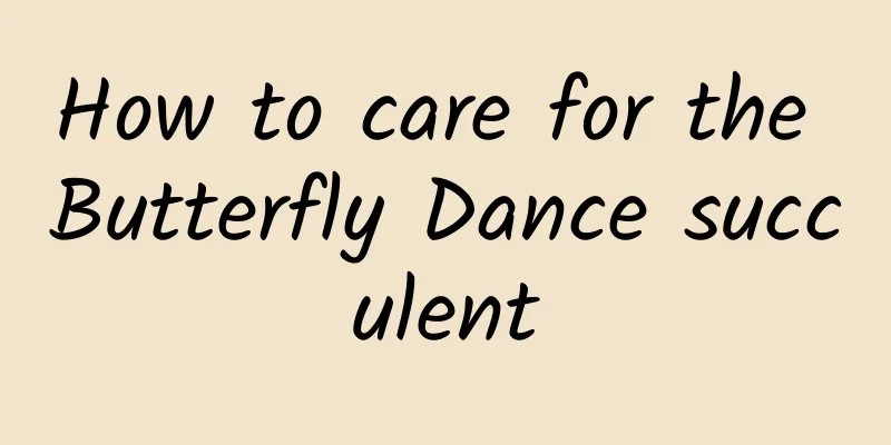 How to care for the Butterfly Dance succulent