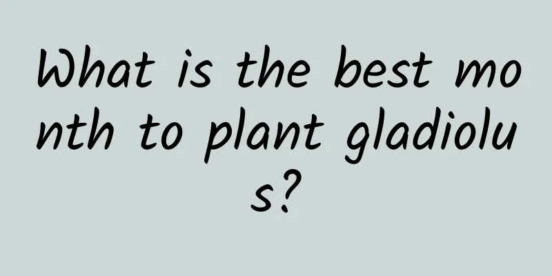 What is the best month to plant gladiolus?