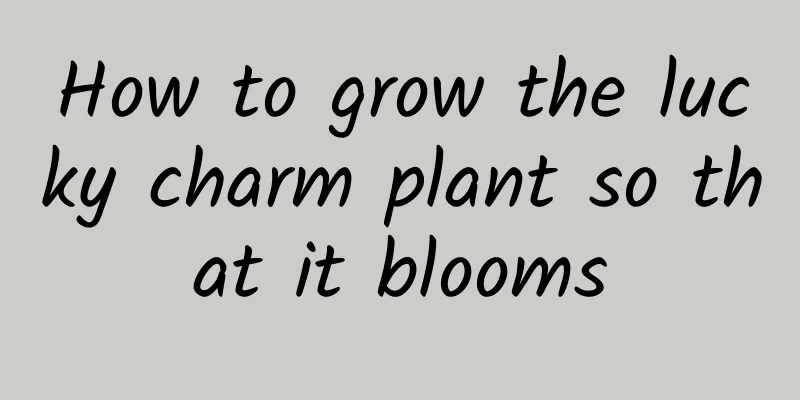 How to grow the lucky charm plant so that it blooms