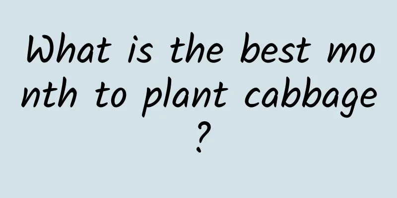 What is the best month to plant cabbage?
