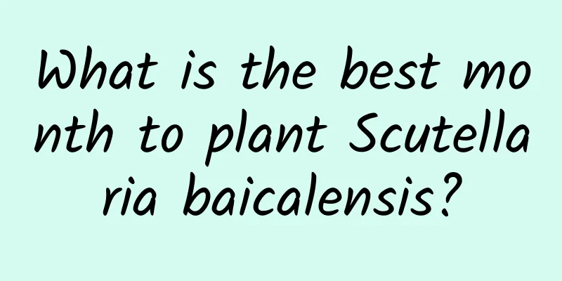 What is the best month to plant Scutellaria baicalensis?