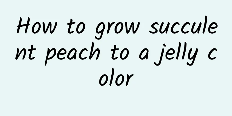 How to grow succulent peach to a jelly color