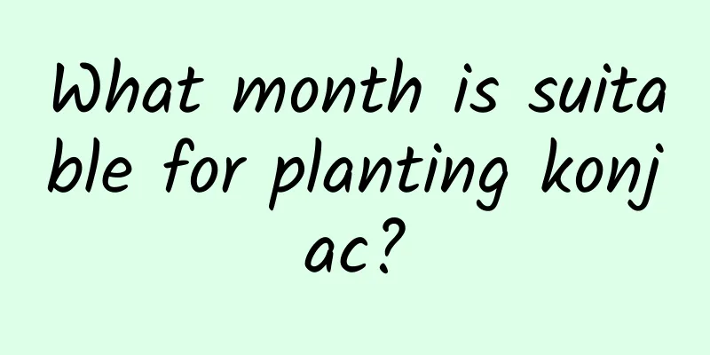 What month is suitable for planting konjac?