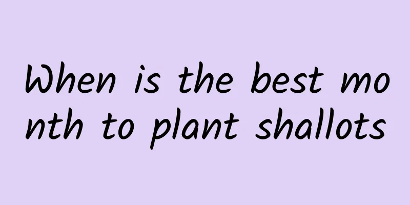 When is the best month to plant shallots
