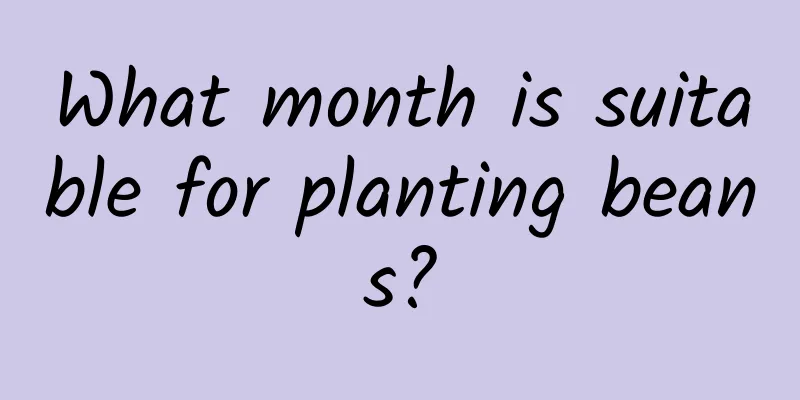 What month is suitable for planting beans?