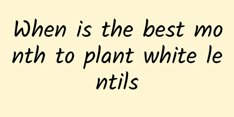 When is the best month to plant white lentils