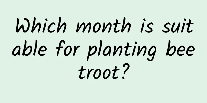 Which month is suitable for planting beetroot?