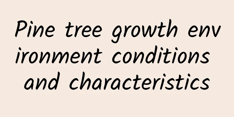 Pine tree growth environment conditions and characteristics
