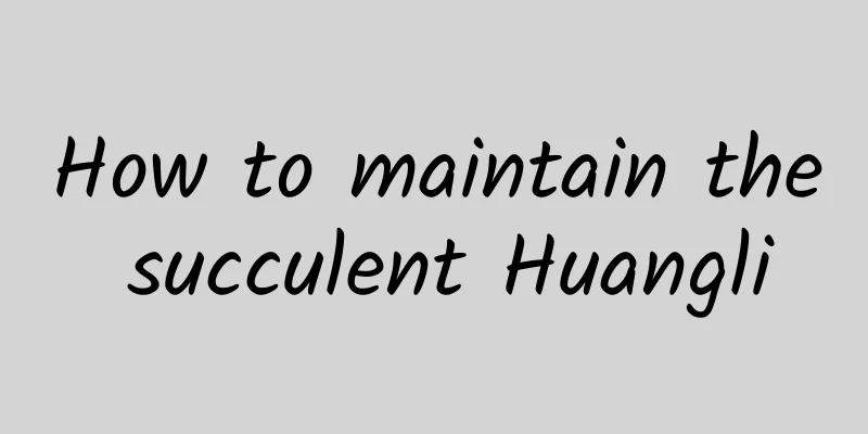 How to maintain the succulent Huangli