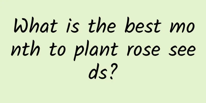 What is the best month to plant rose seeds?