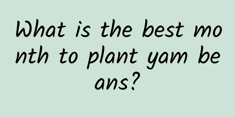 What is the best month to plant yam beans?