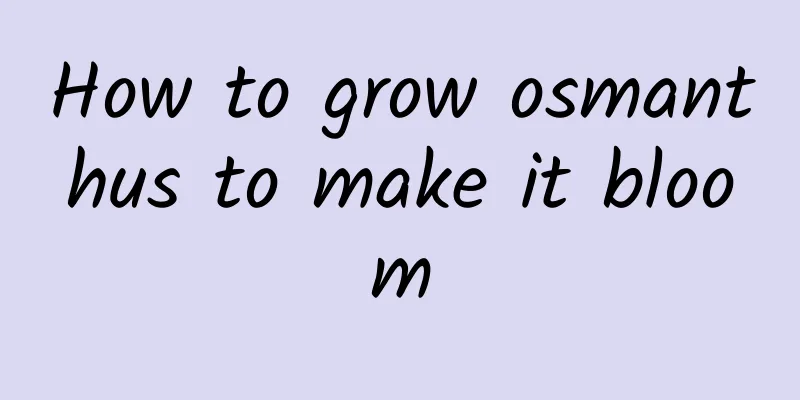 How to grow osmanthus to make it bloom