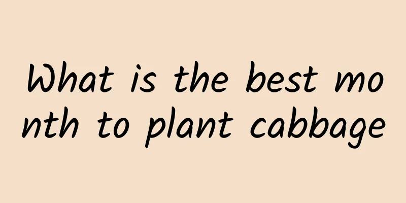 What is the best month to plant cabbage