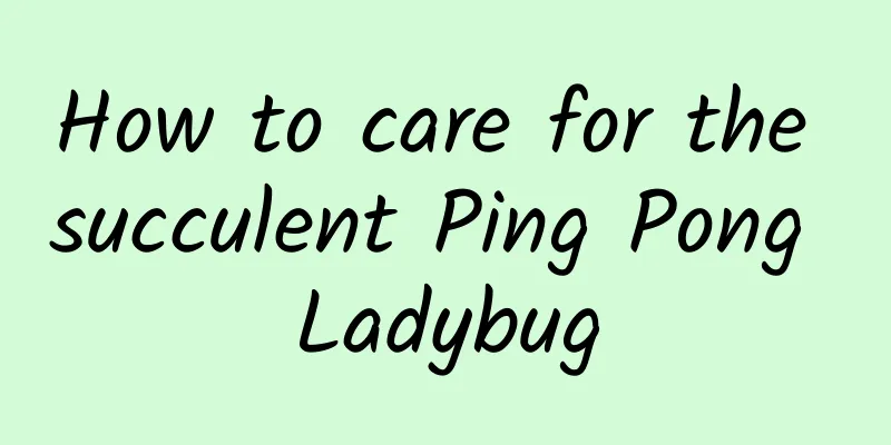 How to care for the succulent Ping Pong Ladybug