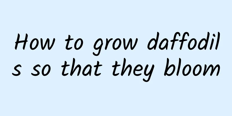 How to grow daffodils so that they bloom