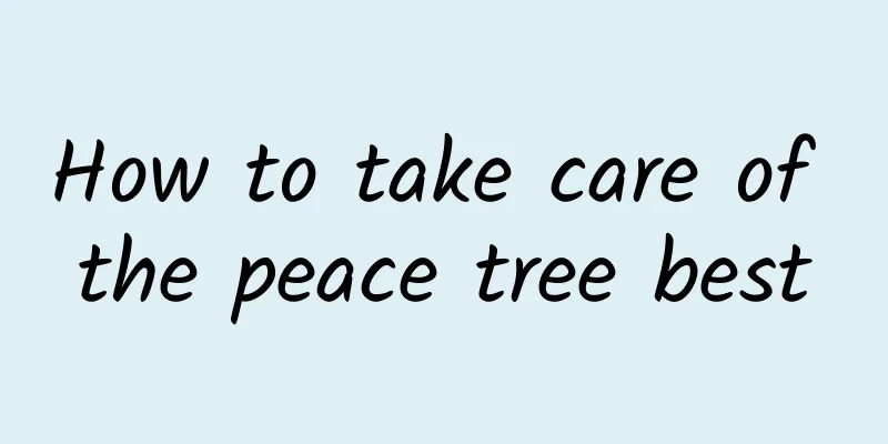 How to take care of the peace tree best