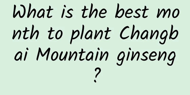 What is the best month to plant Changbai Mountain ginseng?