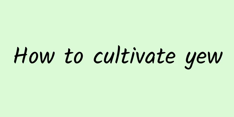 How to cultivate yew