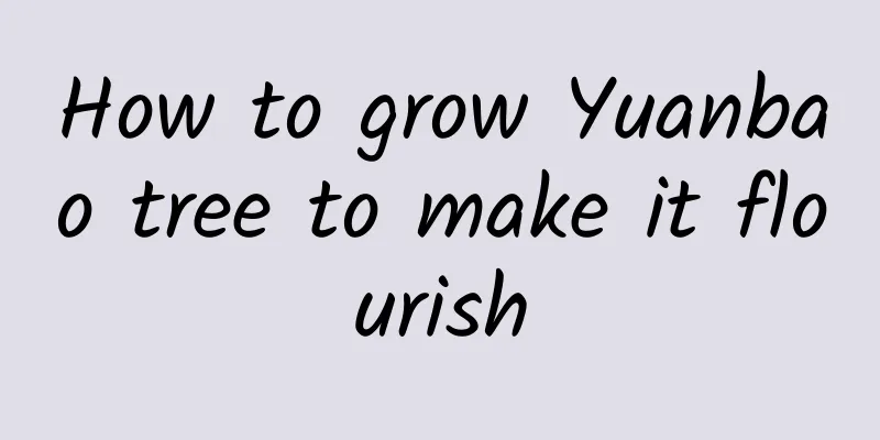 How to grow Yuanbao tree to make it flourish