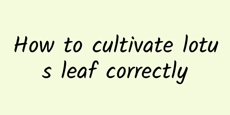 How to cultivate lotus leaf correctly