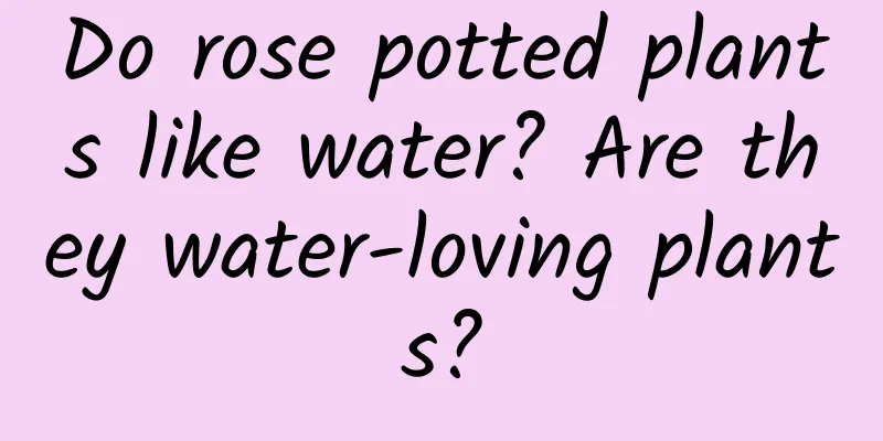 Do rose potted plants like water? Are they water-loving plants?