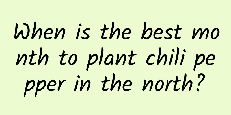 When is the best month to plant chili pepper in the north?