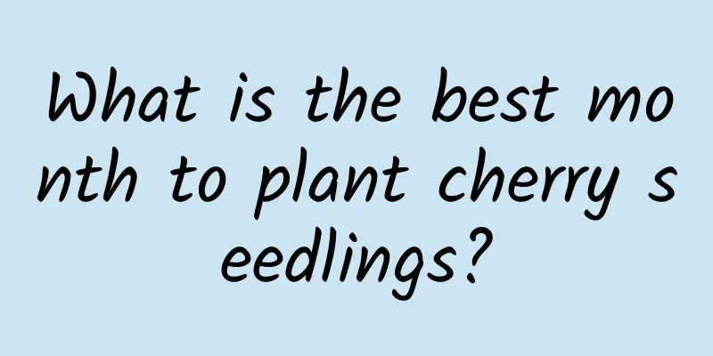 What is the best month to plant cherry seedlings?