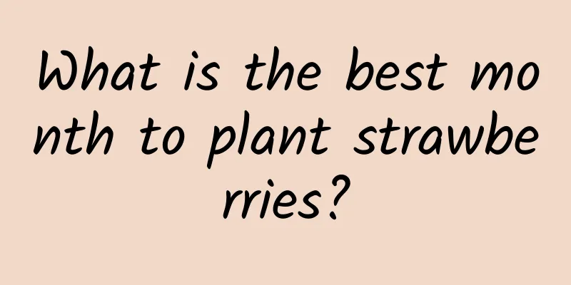 What is the best month to plant strawberries?