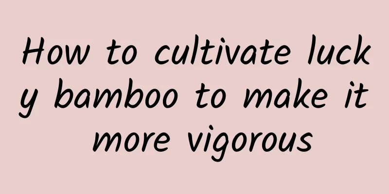 How to cultivate lucky bamboo to make it more vigorous