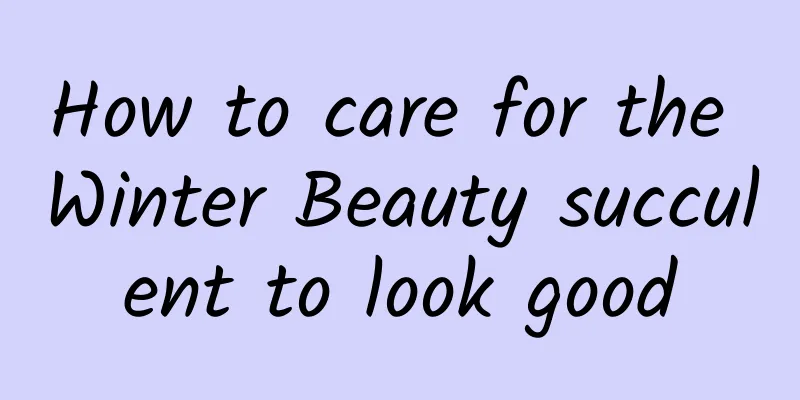 How to care for the Winter Beauty succulent to look good