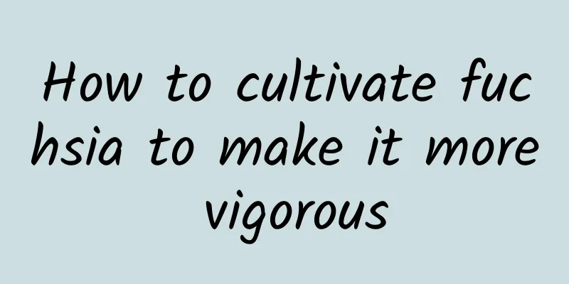 How to cultivate fuchsia to make it more vigorous
