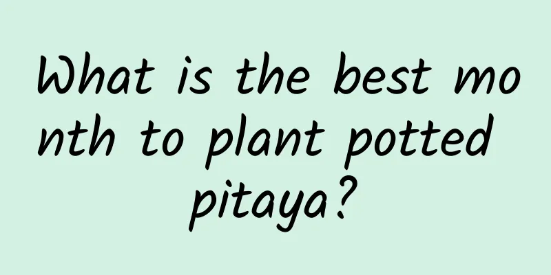 What is the best month to plant potted pitaya?