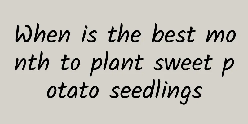 When is the best month to plant sweet potato seedlings