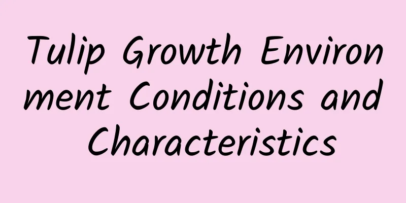 Tulip Growth Environment Conditions and Characteristics