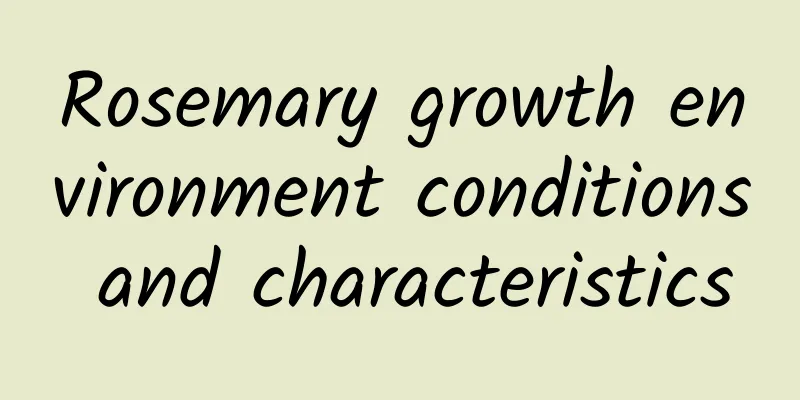 Rosemary growth environment conditions and characteristics