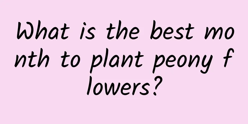 What is the best month to plant peony flowers?