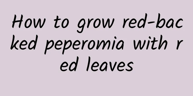 How to grow red-backed peperomia with red leaves