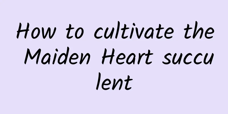 How to cultivate the Maiden Heart succulent