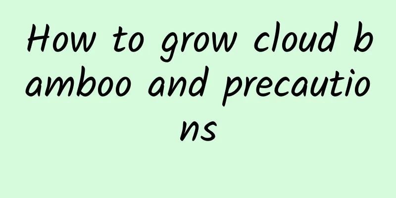 How to grow cloud bamboo and precautions